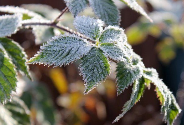 Вранці заморозки, вдень дощ: стало відомо якої погоди прикарпатцям слід чекати на вихідних 