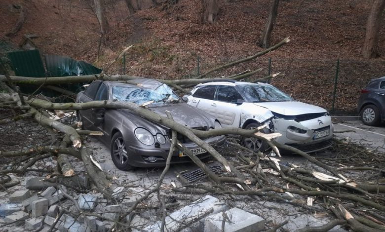 Троє львів’ян відсудили 750 тис. грн за падіння дерева на автомобілі 1 570 900x675