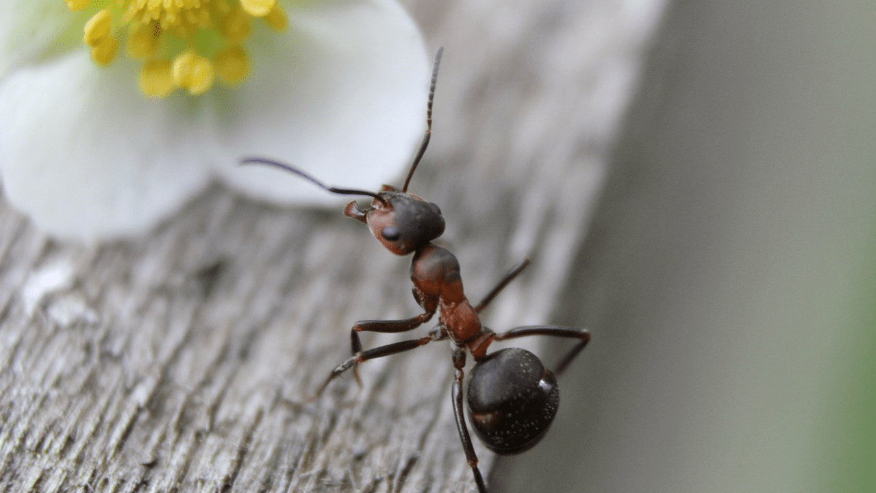 Як позбутися мурах у саду за допомогою борної кислоти?